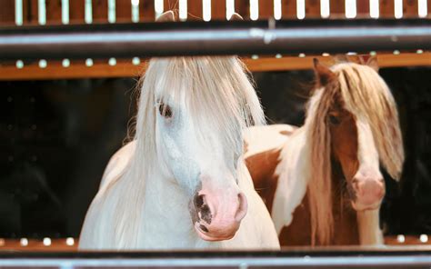 trailer de caballos|peliculas de caballos en vivo.